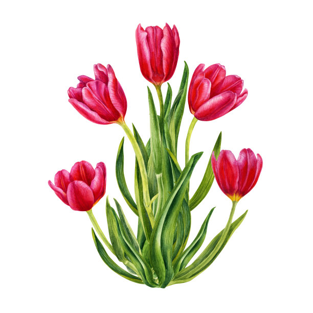 水彩花卉花束明亮的粉红色郁金香婚礼请柬，卡片，生日，妇女，母亲和情人节的礼物，贴纸，框架。插图孤立在白色背景上。元素被隔离在白色背景上。图片下载