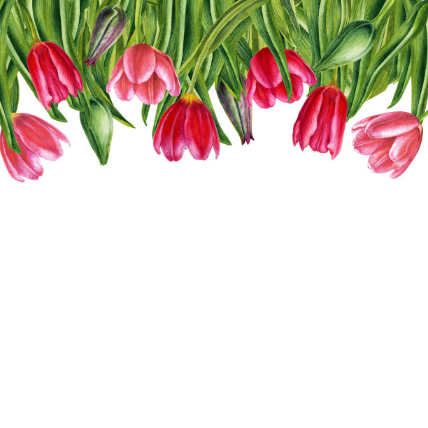 水彩花卉边框的明亮的粉红色郁金香的婚礼请柬，卡片，生日，妇女，母亲和情人节的礼物，贴纸，框架。插图孤立在白色背景上。元素被隔离在白色背景上。图片下载