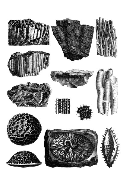 古生代化石图片下载