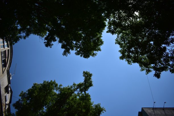 低角度的树木、天空和建筑物的顶端图片下载