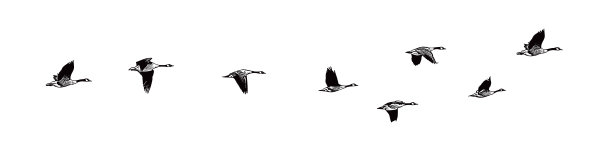 排成v字形飞行的加拿大鹅群图片下载