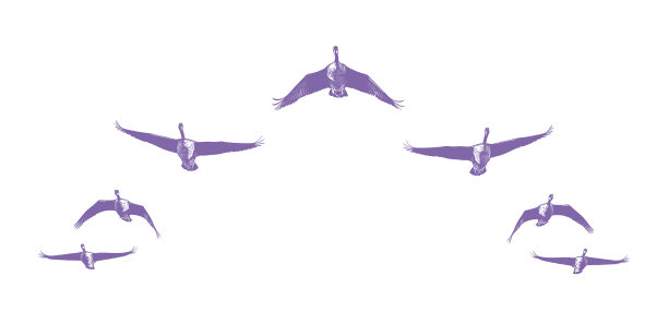 一群加拿大大雁以v字形编队飞行图片下载