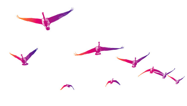 以v字形编队飞行的加拿大鹅图片下载