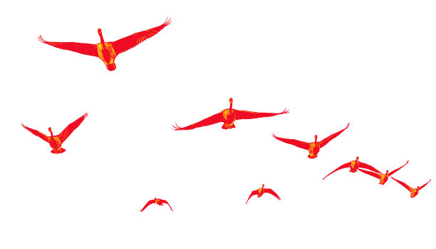 以v字形编队飞行的加拿大鹅图片下载