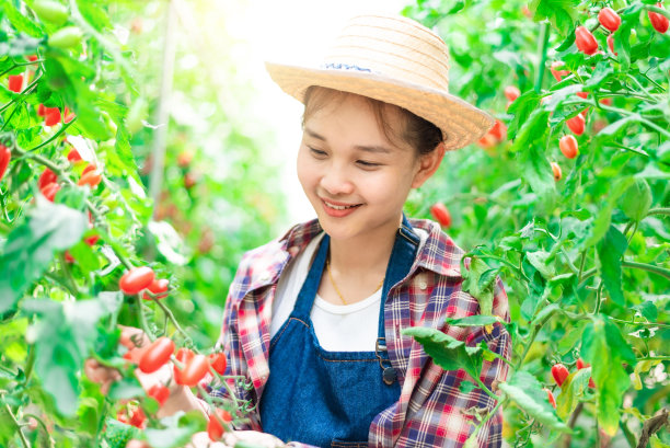 年轻的农民收获红色的西红柿图片下载
