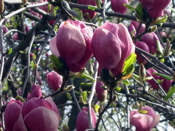 白玉兰树枝上开着粉红色的花图片下载