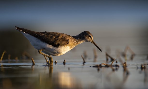 矶鹬(Tringa glareola)图片下载