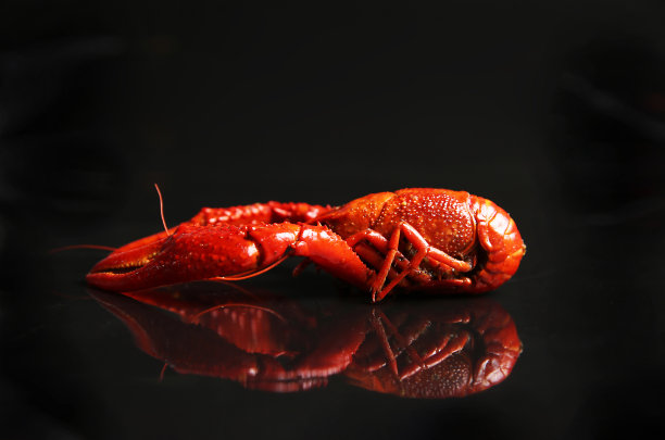 中型龙虾，中国品种，室内暗背景拍摄，日式料理图片下载