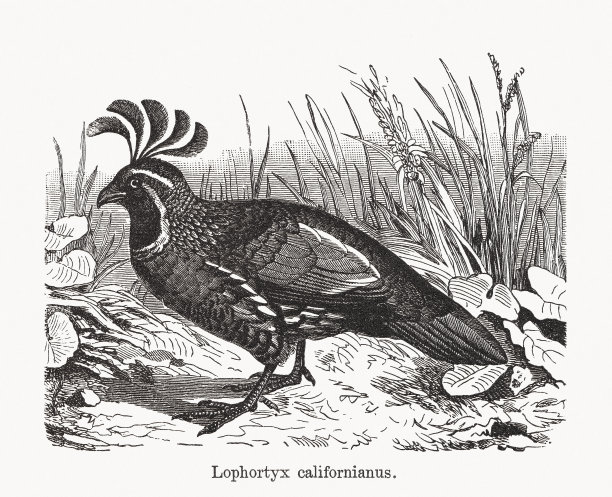 加利福尼亚鹌鹑(Callipepla California)，木刻，1893年出版图片下载