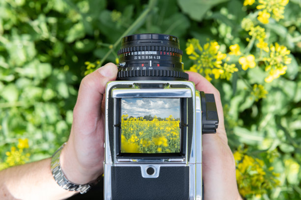 用老式取景器相机拍摄油菜田的人。图片下载