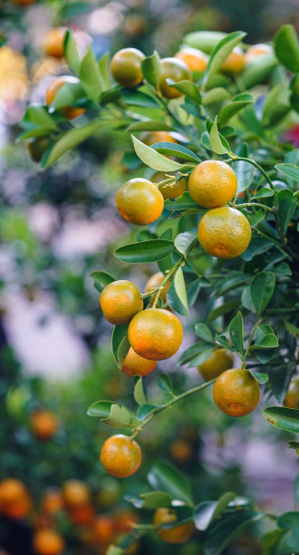 金橘树和水果图片下载