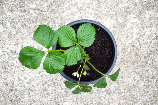 花盆里的草莓图片下载