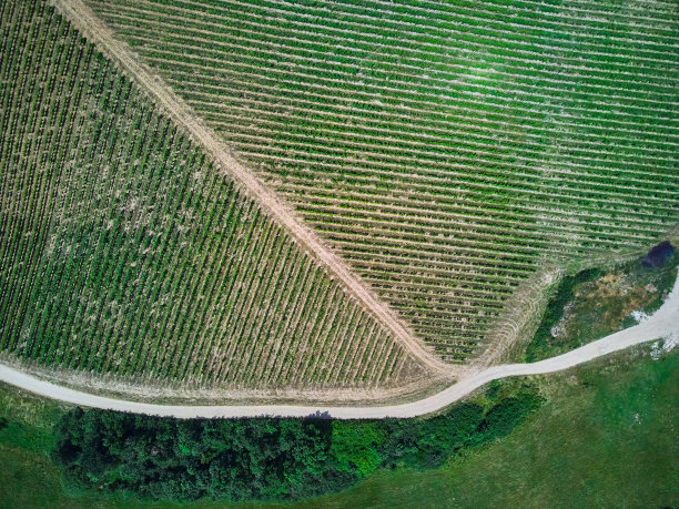 在罗马尼亚蒂米什的埃尔内亚科娃，一架无人机在葡萄藤作物上鸟瞰图。图片下载