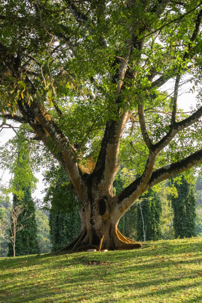 自然公园内的大树图片下载