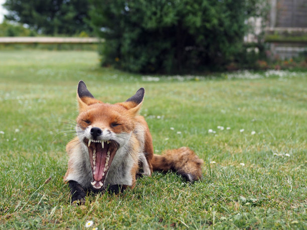 一只红狐狸躺在花园咖啡馆外的绿草地上，张着嘴露出牙齿图片下载