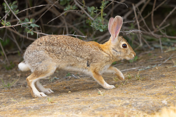 濒临灭绝的河岸灌木兔子奔跑，在北加州的野外图片下载