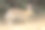 濒临灭绝的河岸灌木兔子奔跑，在北加州的野外图片下载