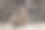濒危的滨水灌木兔，在北加州的野外可见。图片下载