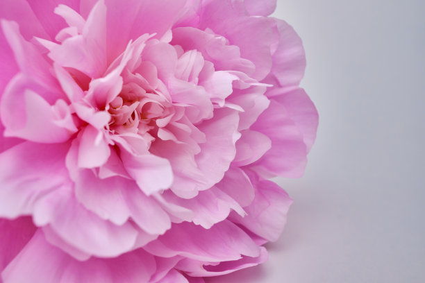 一束时尚的牡丹特写。粉红色的牡丹。花瓣特写。花贺卡或壁纸。精致的抽象花卉粉彩背景。卡片概念，复制文本空间图片下载