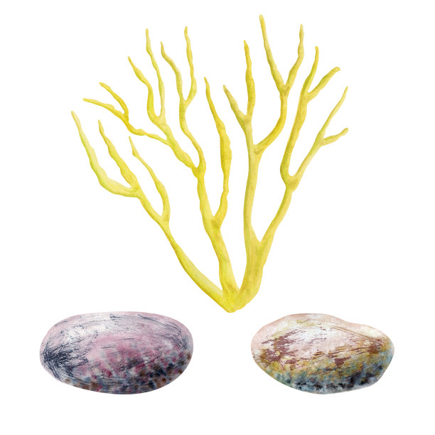 珊瑚和石头在白色背景上的水彩插图。适用于明信片、墙纸、礼品用纸。手绘图片下载