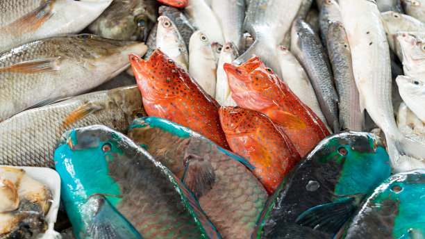 待售的鲜活彩色鱼类图片下载