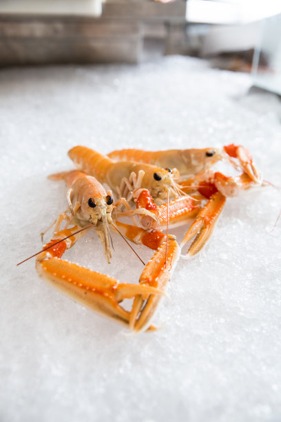 一只挪威龙虾在冰上的特写图片下载