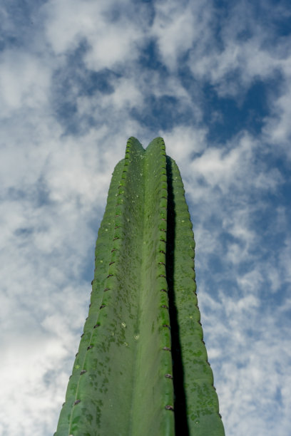 在深蓝色多云天空的背景下，戏剧性的高大仙人掌与闪光灯效果图片下载