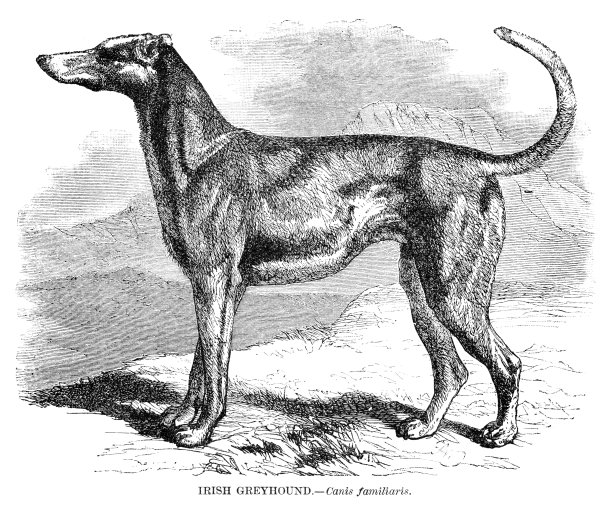 爱尔兰灰狗雕刻1892年图片下载