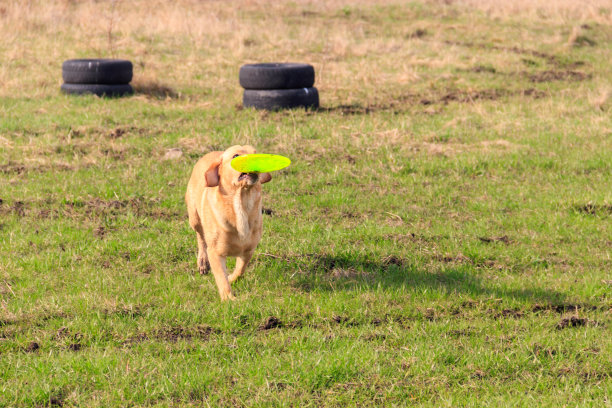 可爱的拉布拉多猎犬在草地上玩飞盘图片下载