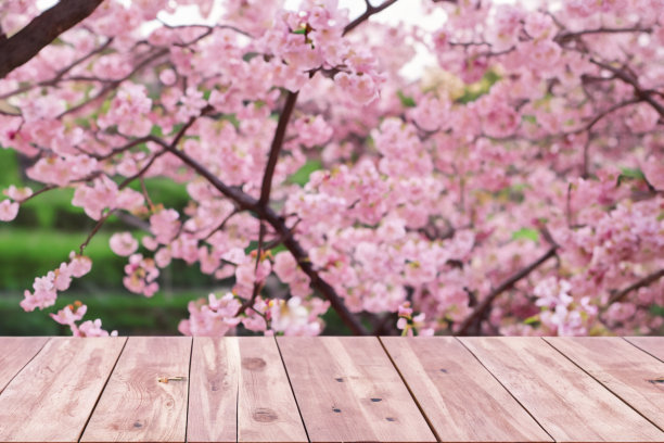 空木桌樱花公园与花园散景背景与乡村户外主题，模板模拟展示产品图片下载