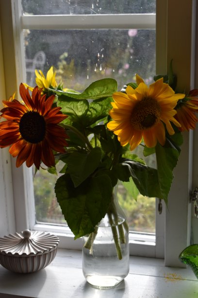 一束向日葵。图片下载