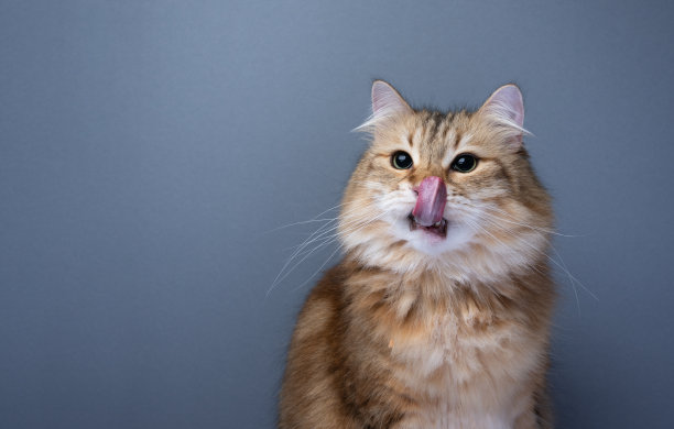 饥饿的西伯利亚猫舔着嘴巴望向一边图片下载