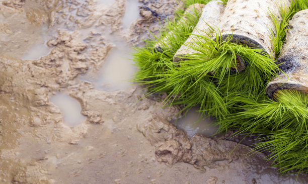 泰国农民的创新水稻种植机器和技术图片下载