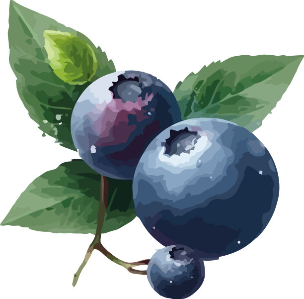 多汁的蓝莓在新鲜的绿叶树枝上图片下载