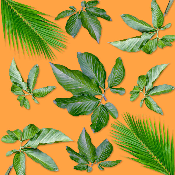 彩色棕榈叶图案为自然概念，热带树叶在橙色的背景图片下载