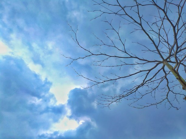 一张没有叶子的树枝在天空背景下的照片图片下载