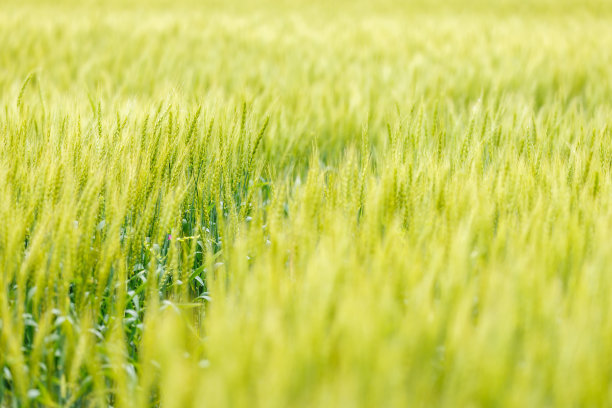 新鲜的大麦，有着美丽的绿色图片下载