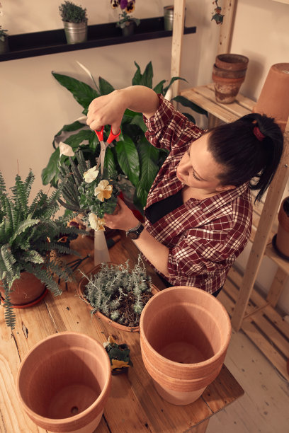 妇女在室内重新盆栽和照顾室内植物。图片下载