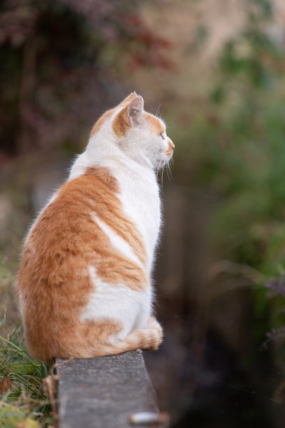 坐着的猫图片下载