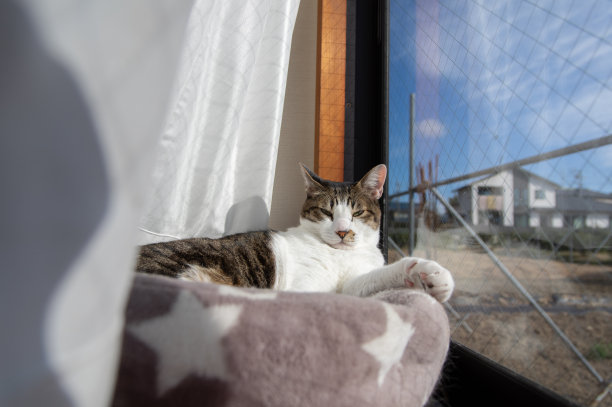 放松的猫图片下载