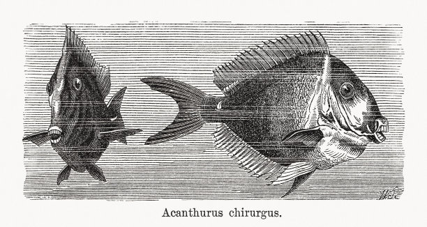 唐博士，木版，1893年出版图片下载