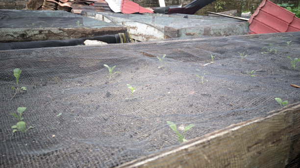 这里种植着一排排的蔬菜，并覆盖着黑色的网，以防治害虫图片下载