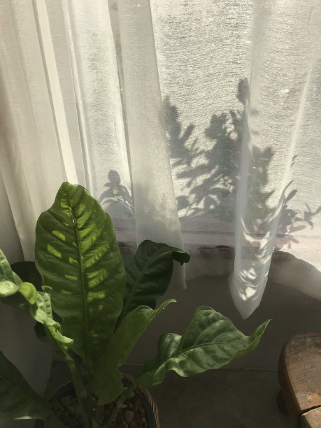 客厅中的绿色植物装饰图片下载