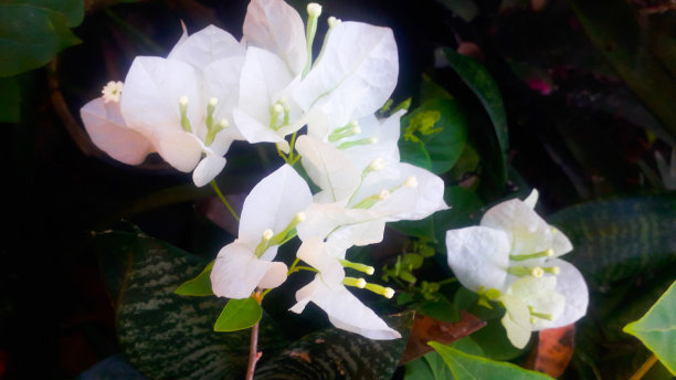 一种白色的花，形似纯洁的心图片下载