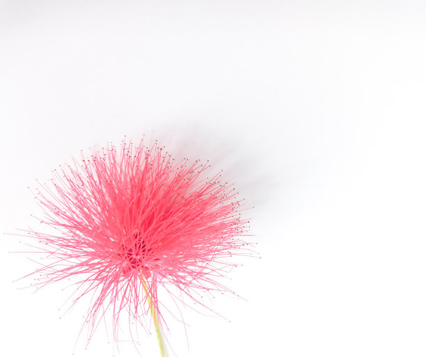 单瓣红色的万寿菊花，孤立在白色背景上图片下载