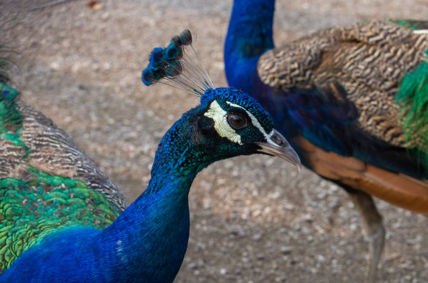孔雀头盯着镜头的特写图片下载