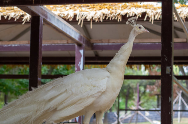 白孔雀特写图片下载