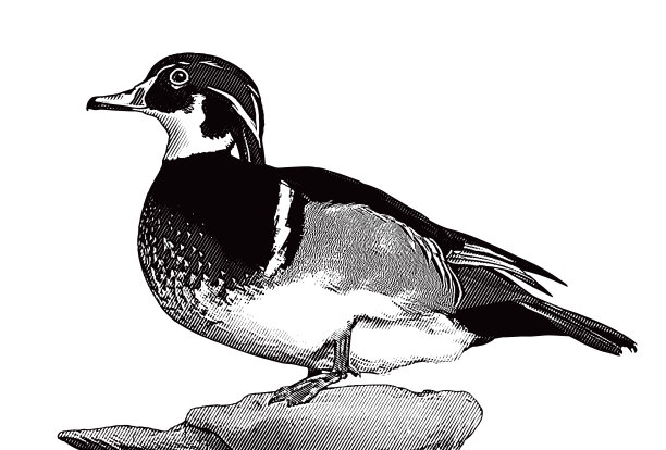 一只雄性木鸭在栖息图片下载