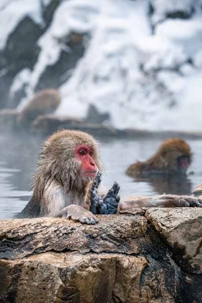 日本雪猴在温泉浴场图片下载