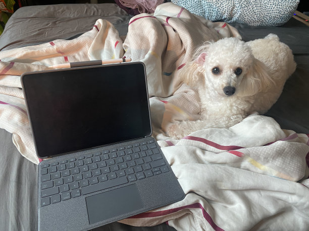 白色狮子狗躺在床上，带着ipad，苹果铅笔和无线键盘图片下载